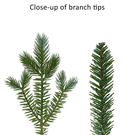24" Blue & Green Linden Fir Artificial Christmas Wreath